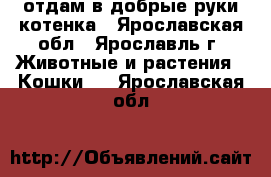 отдам в добрые руки котенка - Ярославская обл., Ярославль г. Животные и растения » Кошки   . Ярославская обл.